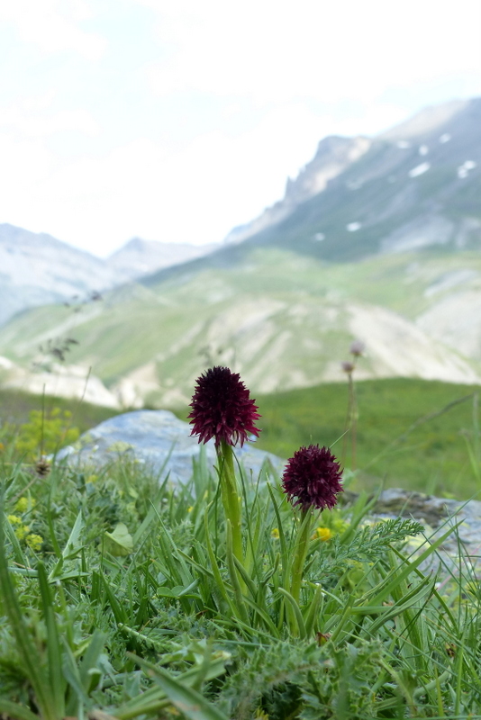 Nigritella cenisia e Nigritella rhellicani  Savoia francese   luglio 2023.